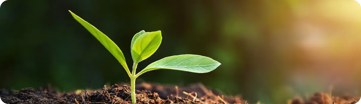 Young plant growing from soil representing sustainable growth and development